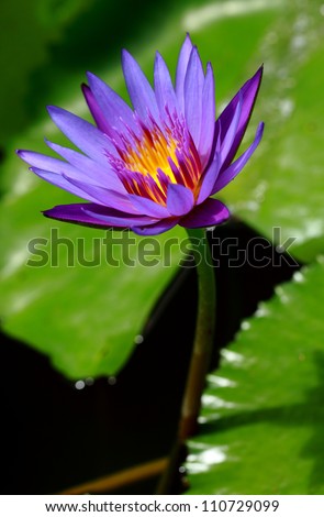 A fresh water lily (lotus) in purple color has just bloom on a botanical garden pond. Lotus flower is an important symbol in Chinese and India culture especially on Buddhism religion.