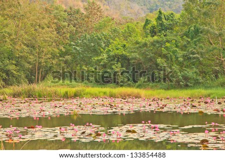 Pink lotus in pond near mountain from Thailand