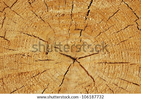 Cut of the tree with circles around