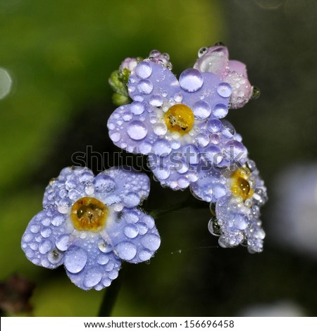 Dewdrops on blue flowers