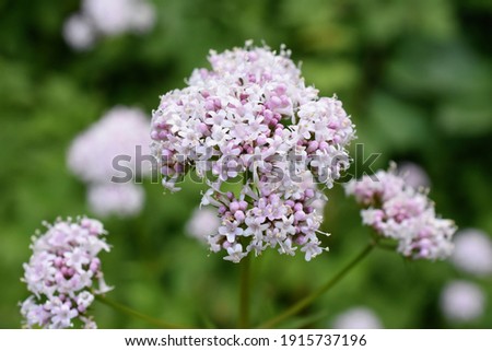 Similar – Image, Stock Photo Inflorescences of the common yarrow, Achillea millefolium with yellow ray florets