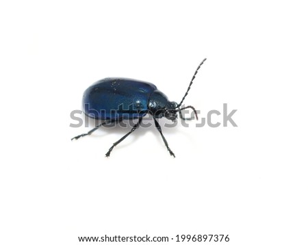 Similar – Image, Stock Photo alder beetle Beetle Insect