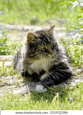 Norwegian forest cat in a garden