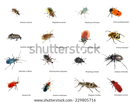 Collection Of Different Beetles With Latin Name Stock Photo 229805716 ...