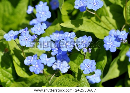 Blue-eyed Mary Omphalodes cappadocica flowering in spring