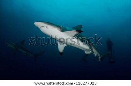 Oceanic Black-tip Sharks