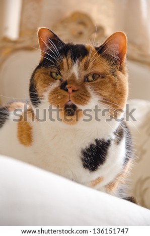 A red haired british shorthair cat rests in a royal pose on a chair