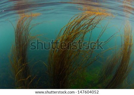 Sea weed swings in the shallow coastal waters of the Atlantic ocean on the Irish westcoast