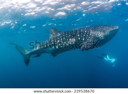 A large whaleshark swims in the Pacific ocean off Costa Rica's Corcovado peninsula with a snorkeler on the surface