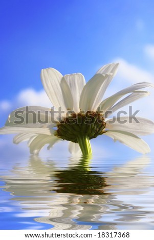 Beautiful flower reflecting in water.