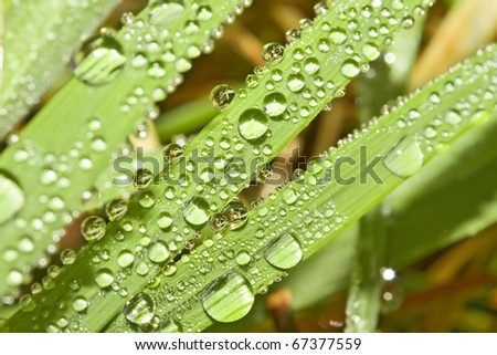 Dewdrops on the blades of grass.. Natural background.