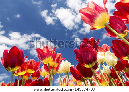 Red - yellow tulips against sky.
