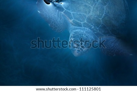 Loggerhead Turtle (caretta caretta) swimming