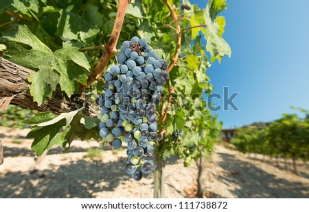 Red grapes in a winery