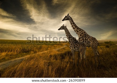 Giraffes and The Landscape