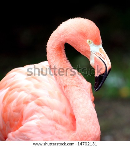 Portrait of a colorful Pink Flamingo bird.