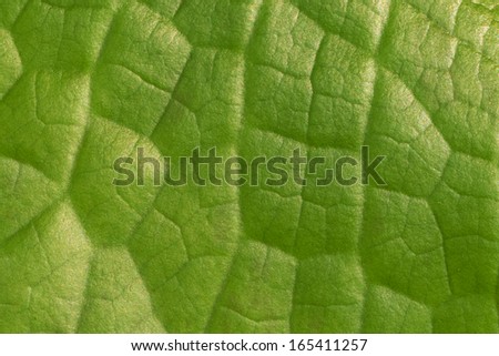 Green Leaf Surface, Extreme Close Up