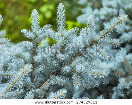 The branches of a blue decorative fir-tree lit with the sun