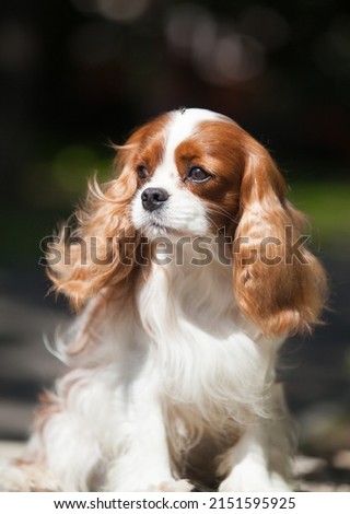Small dog breed Cavalier King Charles Spaniel Photo stock © 