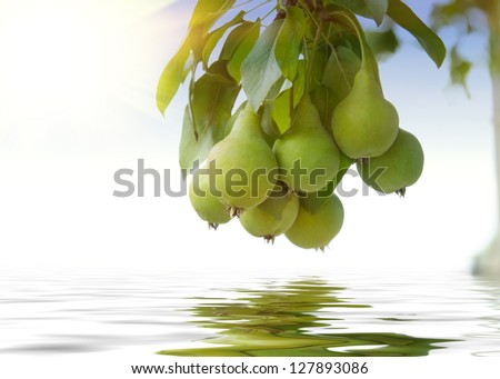 green pears above the water