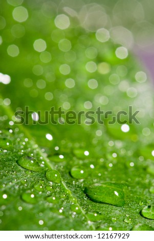 green wet leaf with water drops