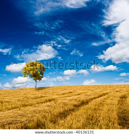 golden oak standing on the field under blue skies