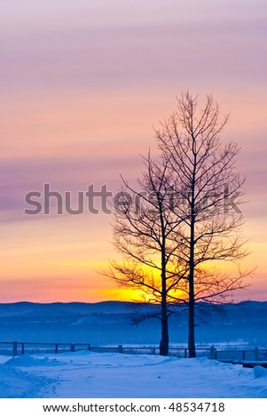 beautiful winter sunset vertical with trees silhouette