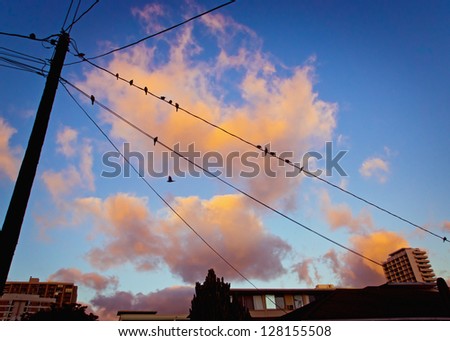 Birds sitting on a power line at dusk.