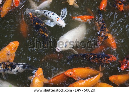Hawaii, Oahu, Valley of the Temples, Koi Fish Pond