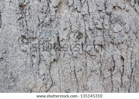 Skin of old tree
