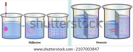 Diffusion
Movement of molecules from an area of higher concentration to an area of lower concentration
Osmosis
Diffusion of water through a selectively permeable membrane