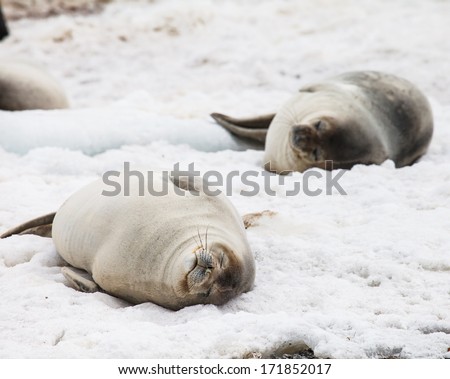 young seal animals in antarctica