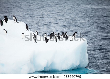 penguin on iceberg in antarctica