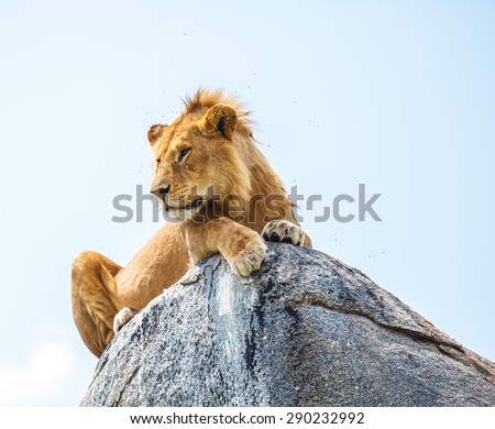 lion on rock in wild to escape insects