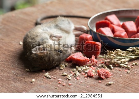 Rat poisoned by toxic bait