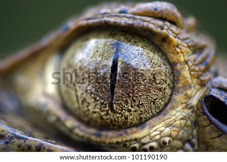 Eye of spectacled caiman (Caiman crocodilus)