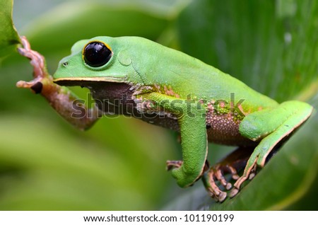 Giant Monkey Frog (Phyllomedusa camba)