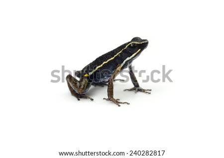 Pale-striped poison frog (Ameerega hahneli)