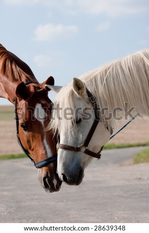 Talk of two horses in a field