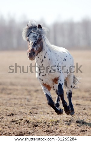 Beautiful pony appaloosa running in field