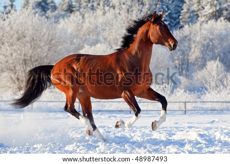 Bay trakehner stallion galloping in winter