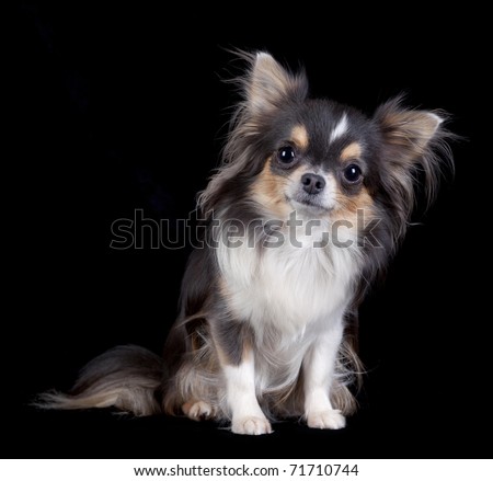 Chihuahua Isolated Images Search Images On Everypixel