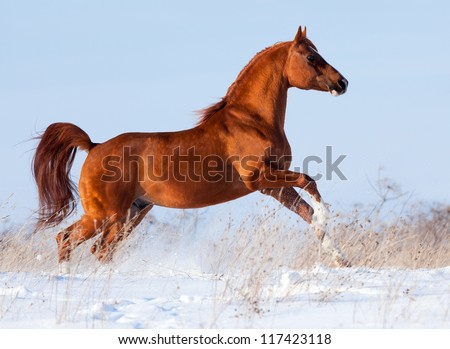 Arabian chestnut horse running in winter