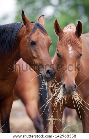 Two horses eating hay.