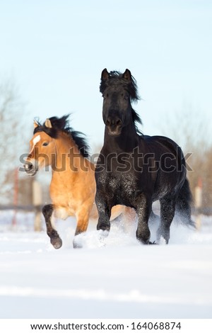 Two white horses run in winter gallop fast