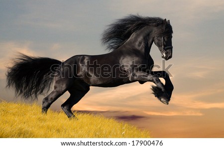 Similar – Image, Stock Photo Black Friesian horses in a pasture meadow in the Alps in the summer