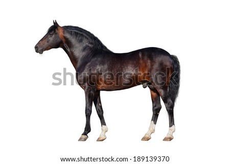 Dark bay horse isolated on white background.