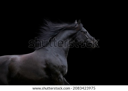 Black elegance horse isolated on black background. Arabian horse portrait closeup galloping on dark background. Stockfoto © 