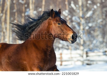 Head of a draft horse running in winter