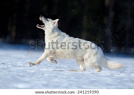 White Swiss shepherd dog running in winter.